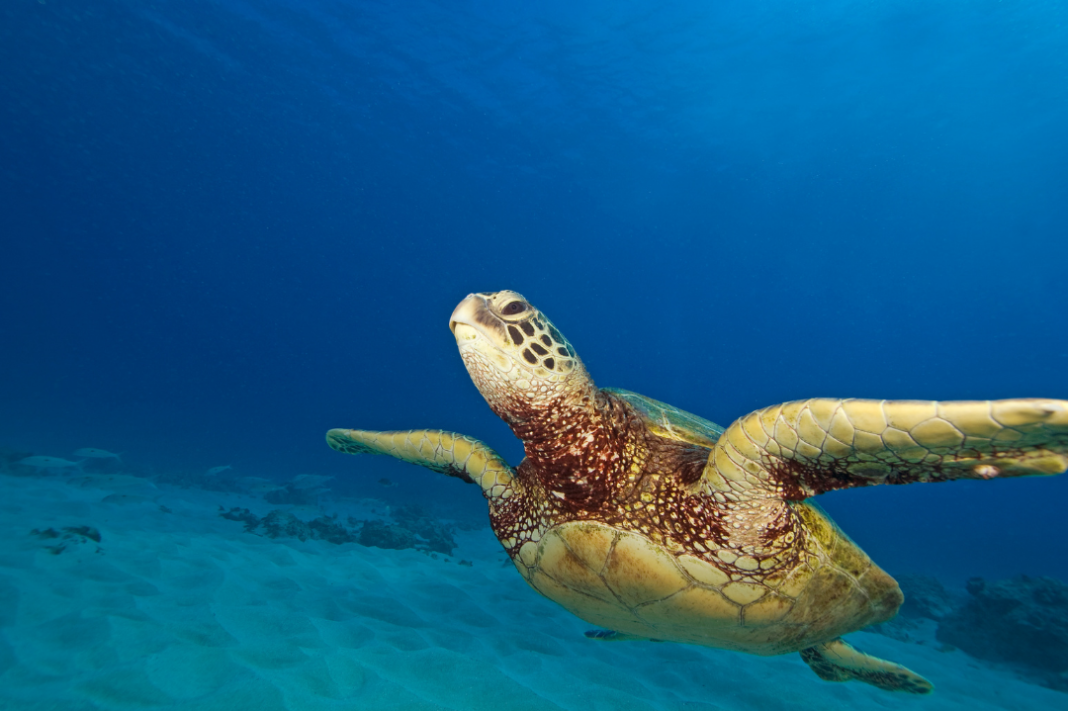 Coupons For Tours & Snorkeling with Turtles in Oahu, Hawaii Green